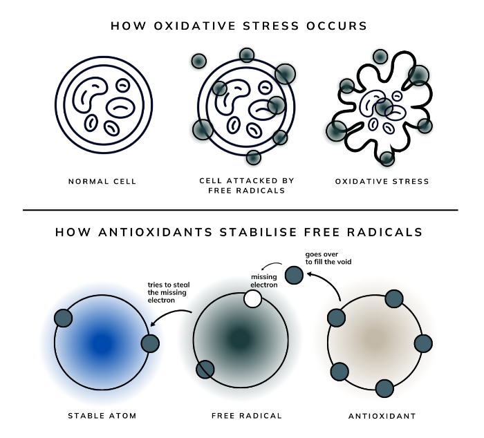 Oxidative_stress.png
