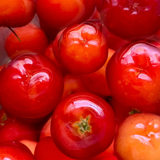 Acerola cherry extract