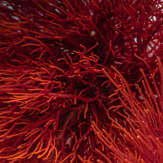 Astaxanthin