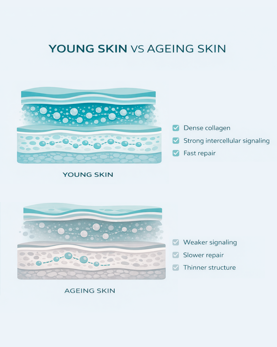 The difference between young skin and ageing skin