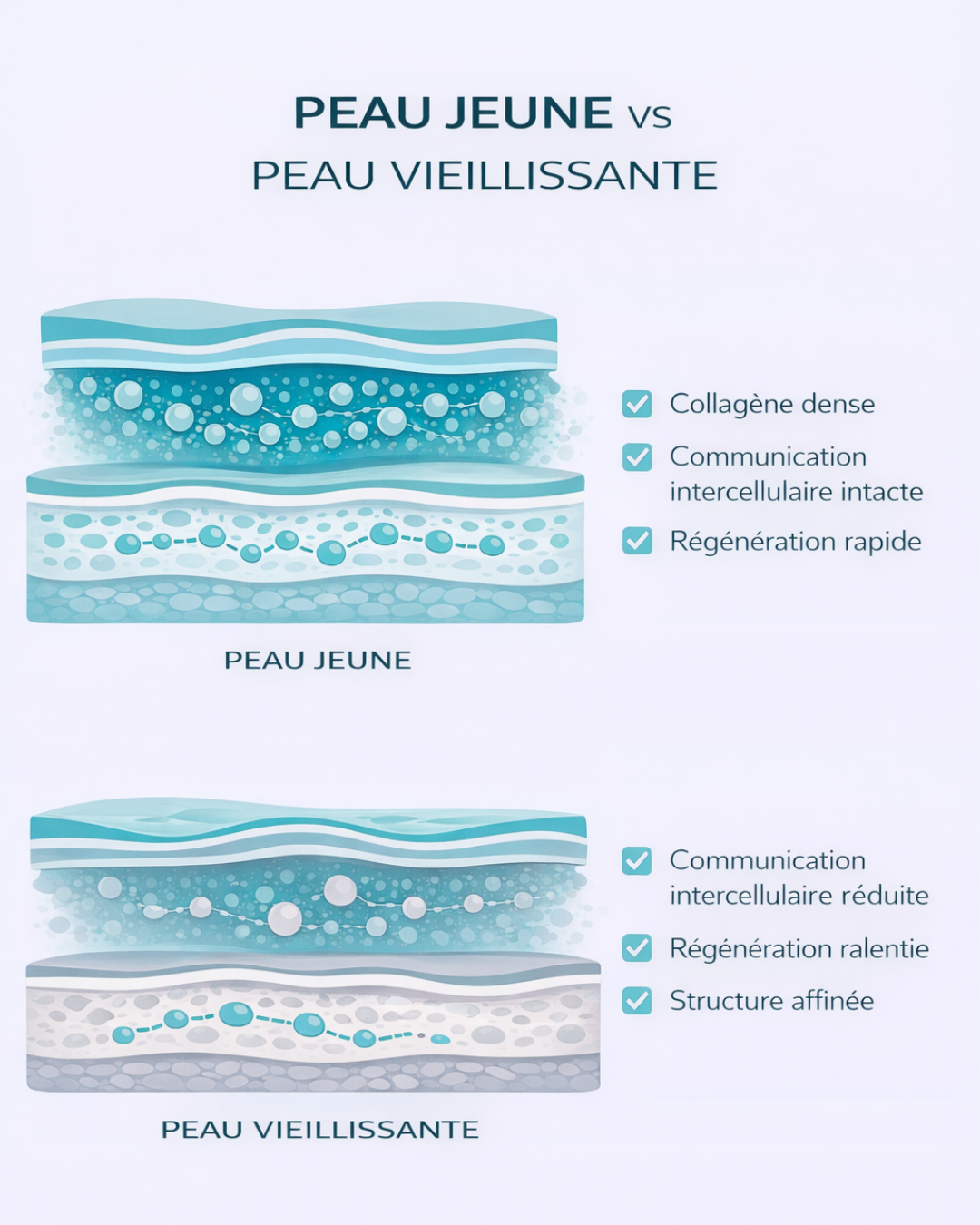 La différence entre une peau jeune et une peau vieillissante