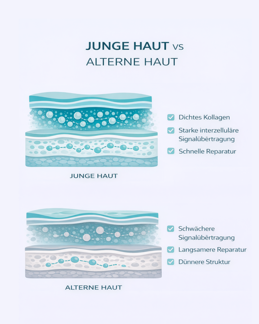Der Unterschied zwischen junger Haut und alternder Haut