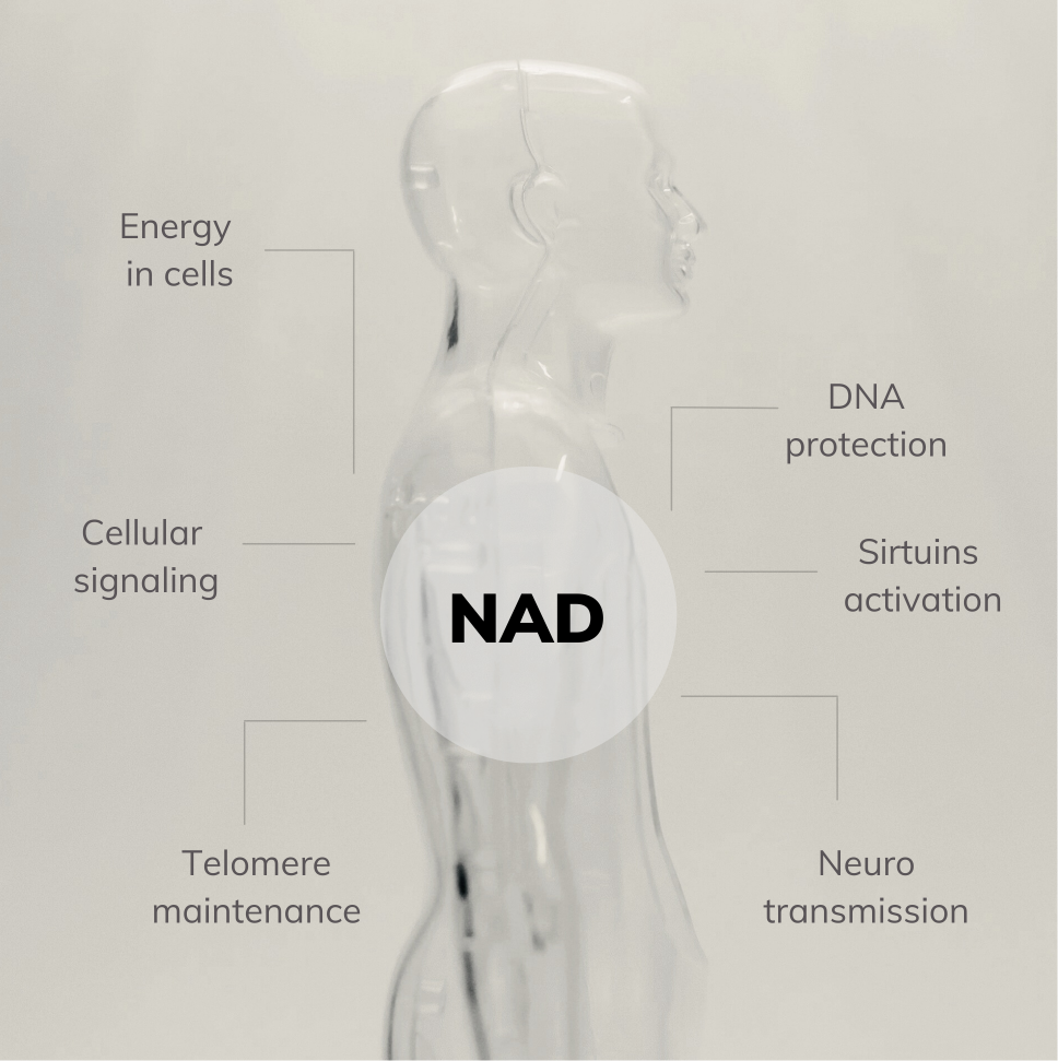 The_Role_of_NAD_Desktop_3_1_1.png